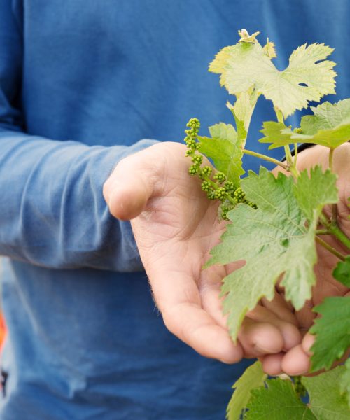 Hands holding grape leaf from the plant.